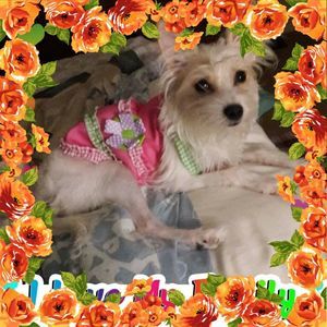 Meet your Posher, Wanda